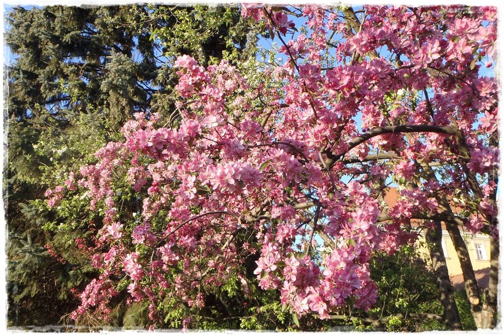 Płaczące drzewa 7c Płaczące drzewa 7c