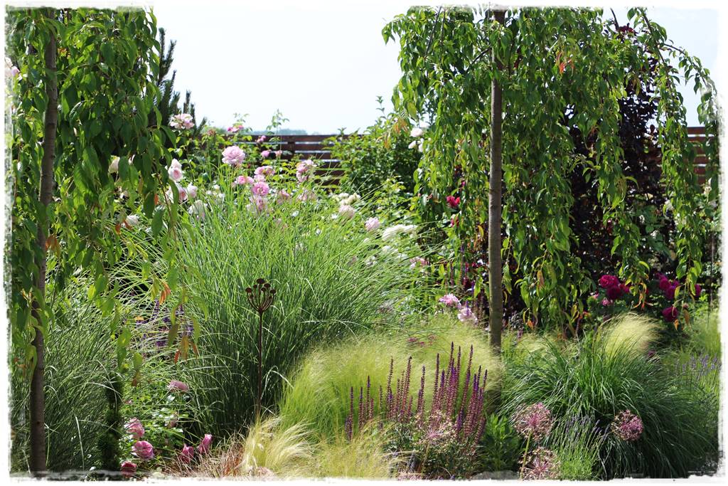 Płaczące drzewa 8 Płaczące drzewa 8