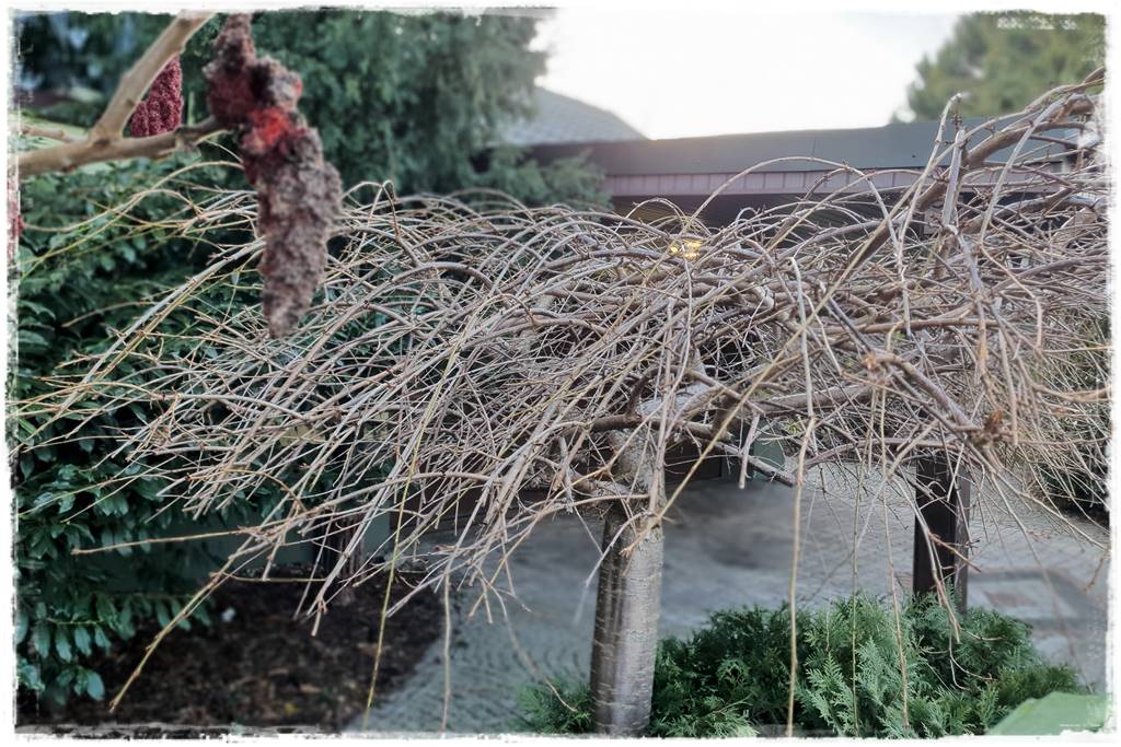 Płaczące drzewa 8a Płaczące drzewa 8a