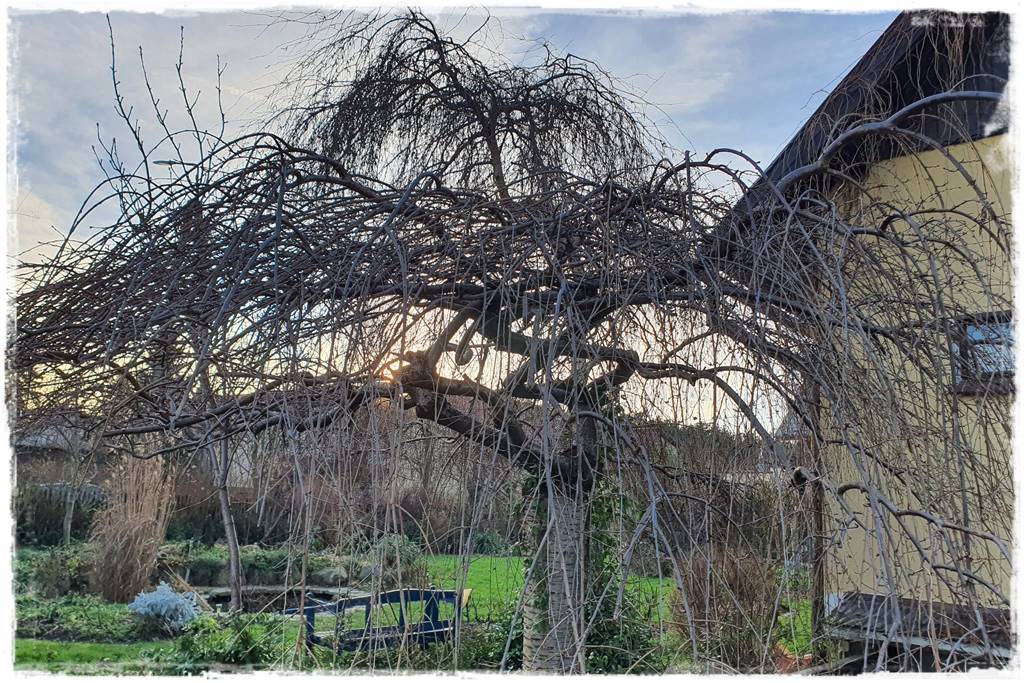 Płaczące drzewa 8b Płaczące drzewa 8b