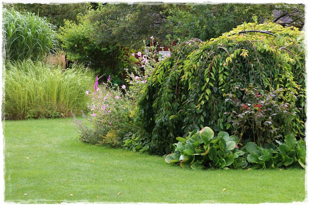 Płaczące drzewa 8c Płaczące drzewa 8c