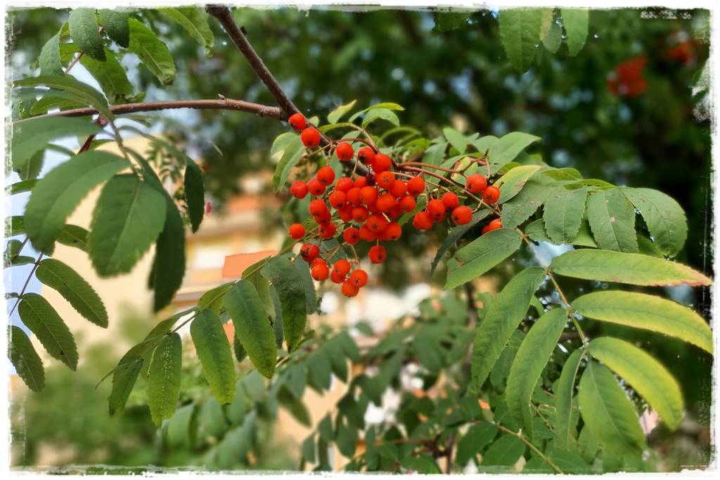 Płaczące drzewa 9a Płaczące drzewa 9a