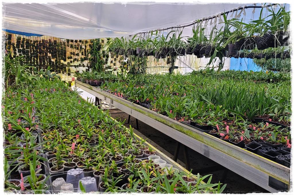 Podłoża dla storczyków 1