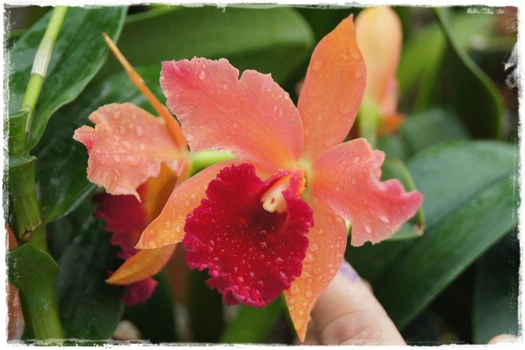 Podłoża dla storczyków 11