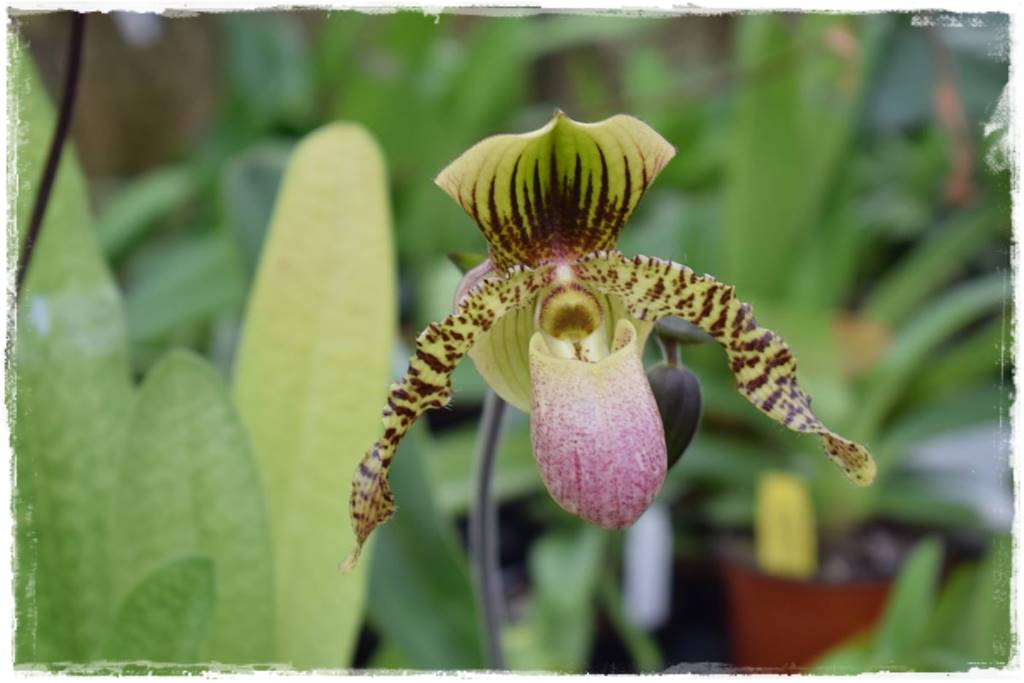 Podłoża dla storczyków 12