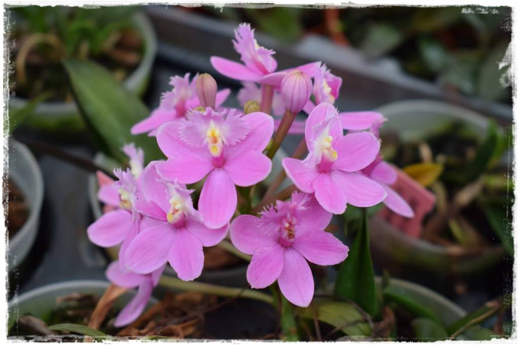 Podłoża dla storczyków 13