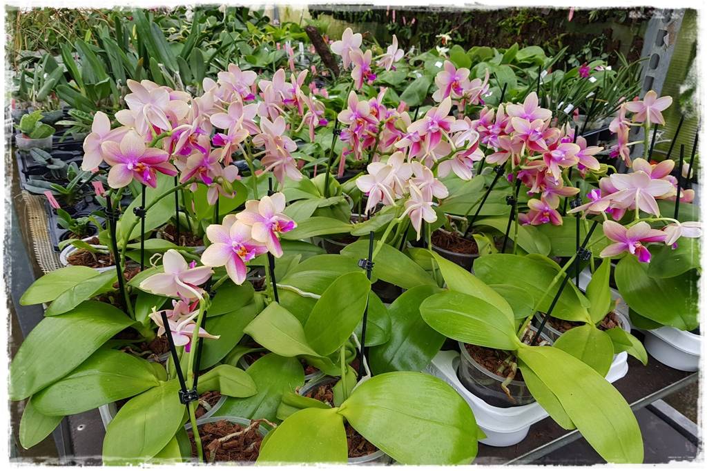 Podłoża dla storczyków 14