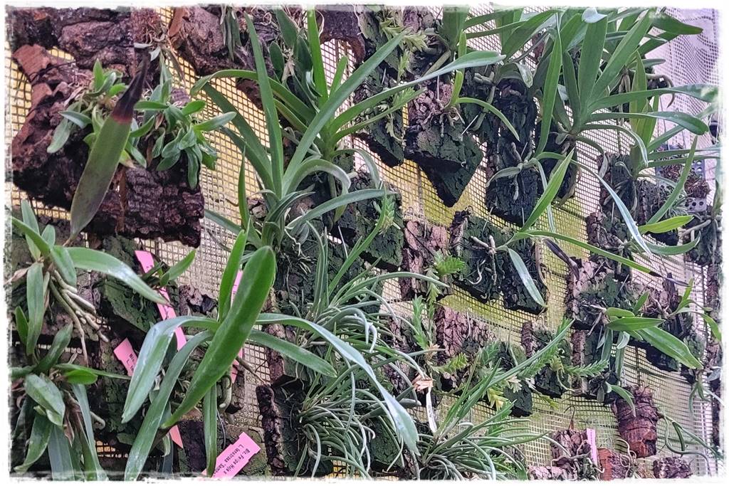 Podłoża dla storczyków 7