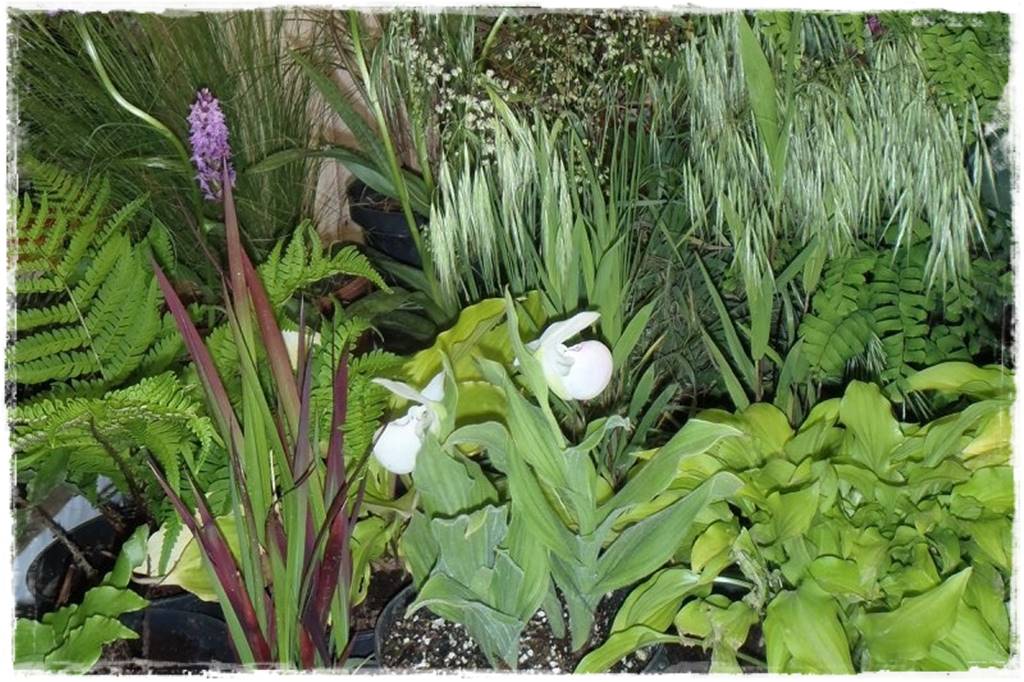 Podłoża dla storczyków 8