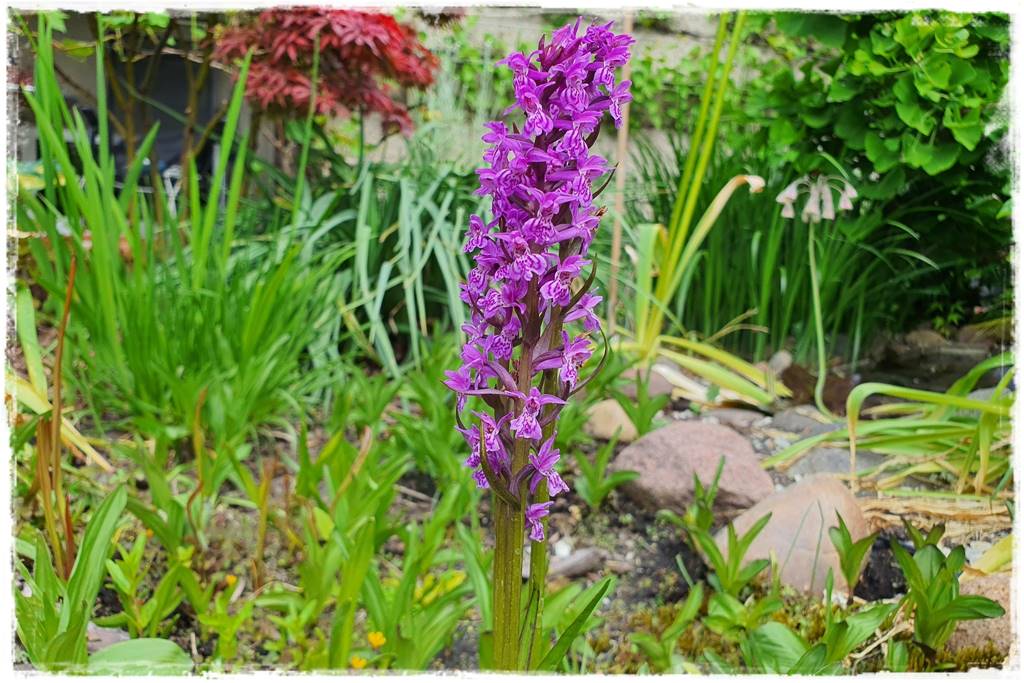 Podłoża dla storczyków 9