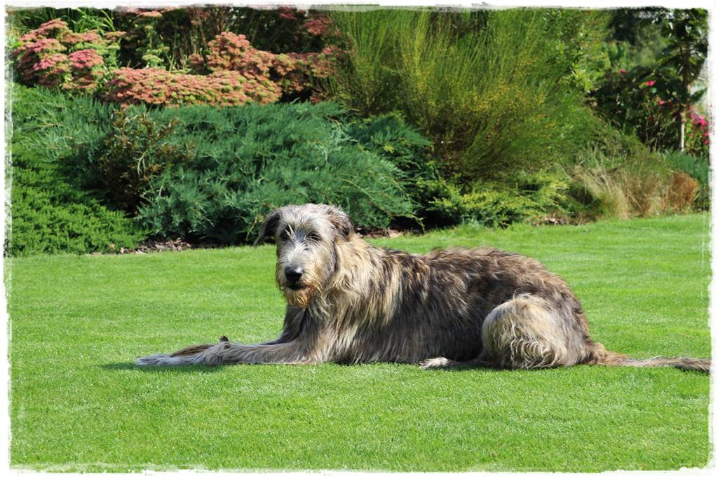 Podwyższona grządka jako warzywnik 16