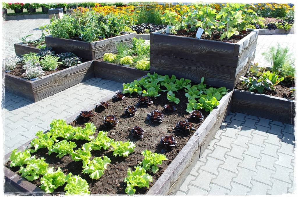 Podwyższona grządka jako warzywnik 17 Podwyższona grządka jako warzywnik 17