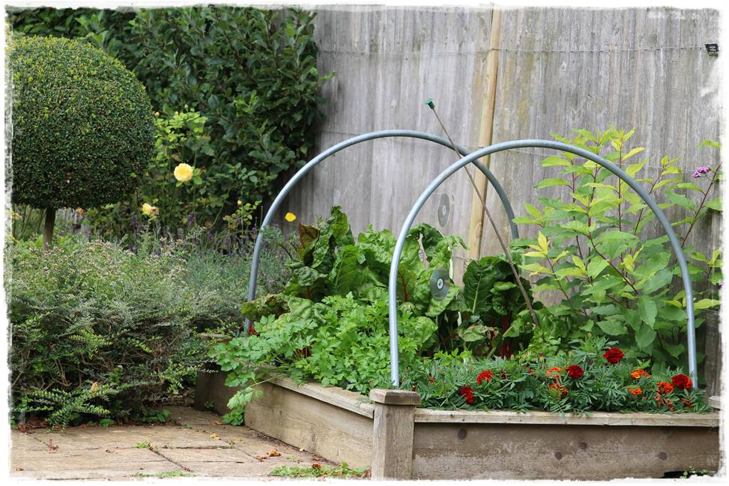 Podwyższona grządka jako warzywnik 18 Podwyższona grządka jako warzywnik 18