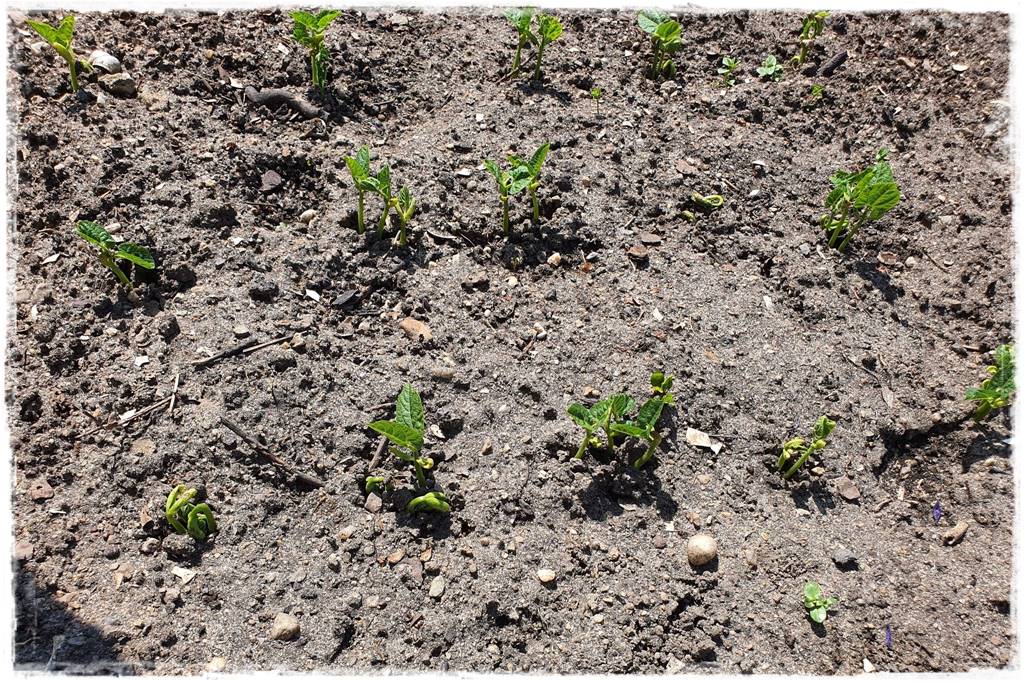 Podwyższona grządka jako warzywnik 2