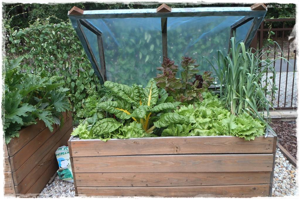 Podwyższona grządka jako warzywnik 21 Podwyższona grządka jako warzywnik 21