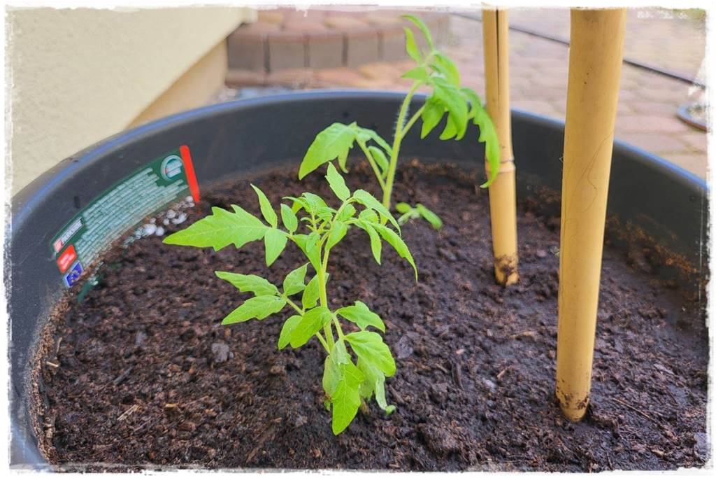 Podwyższona grządka jako warzywnik 23