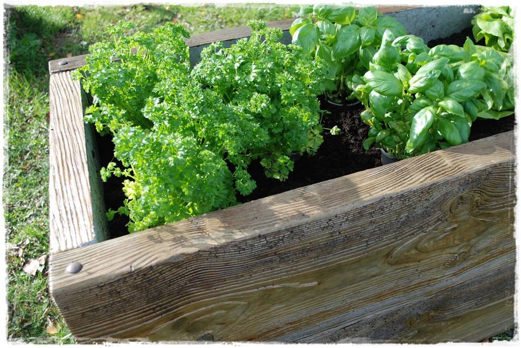Podwyższona grządka jako warzywnik 27 Podwyższona grządka jako warzywnik 27