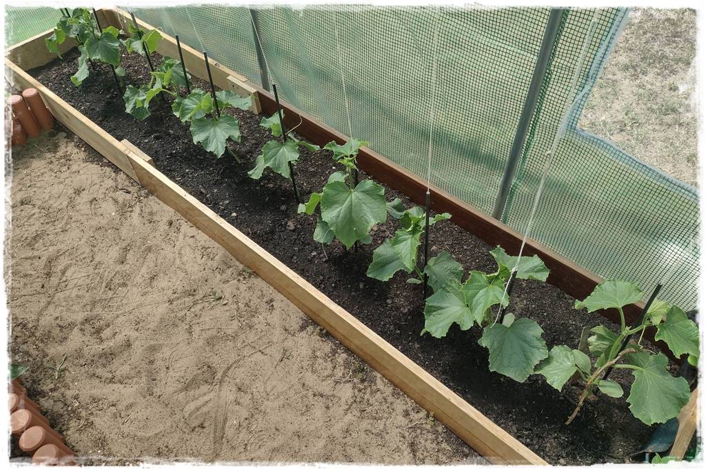 Podwyższona grządka jako warzywnik 3 Podwyższona grządka jako warzywnik 3
