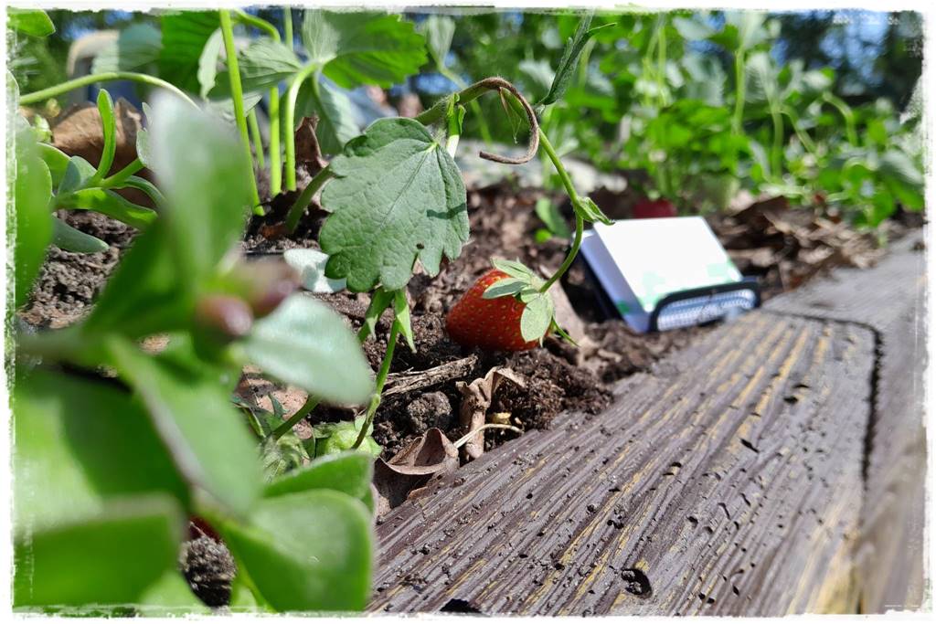 Podwyższona grządka jako warzywnik 33 Podwyższona grządka jako warzywnik 33