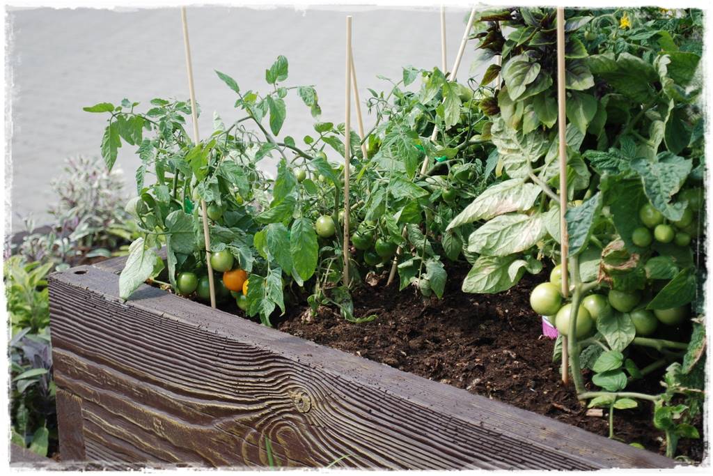 Podwyższona grządka jako warzywnik 34 Podwyższona grządka jako warzywnik 34