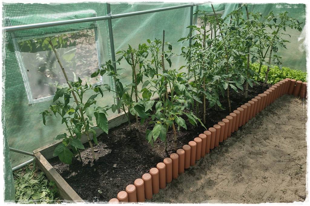 Podwyższona grządka jako warzywnik 4 Podwyższona grządka jako warzywnik 4