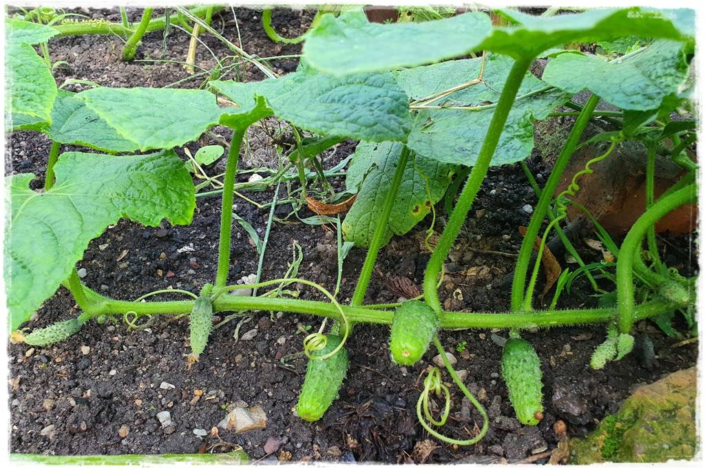 Podwyższona grządka jako warzywnik 6 Podwyższona grządka jako warzywnik 6