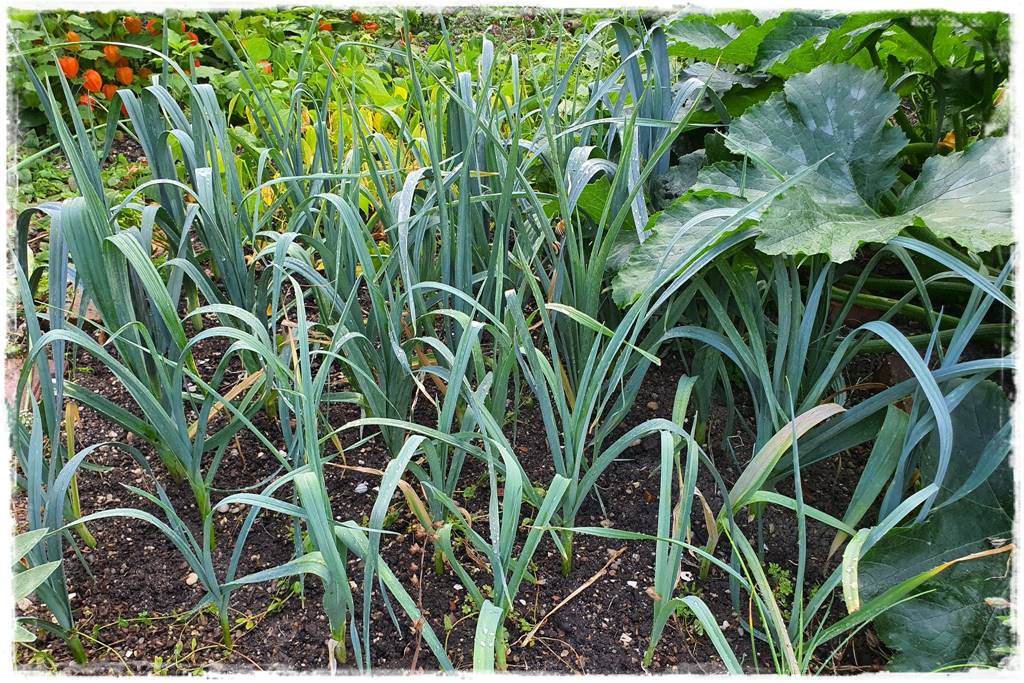 Podwyższona grządka jako warzywnik 7 Podwyższona grządka jako warzywnik 7