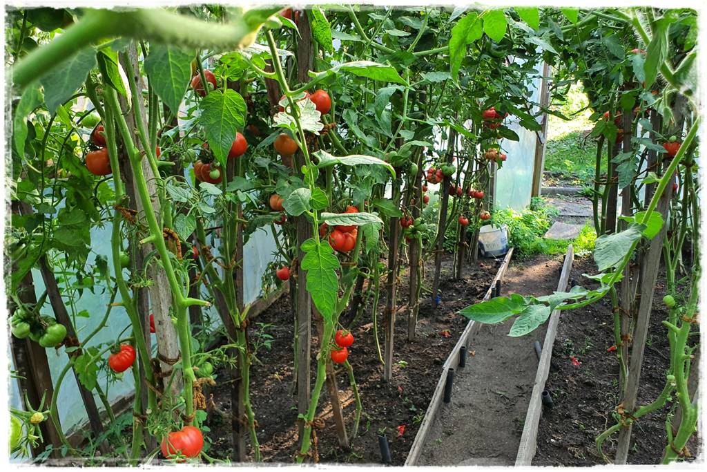Podwyższona grządka jako warzywnik 8 Podwyższona grządka jako warzywnik 8