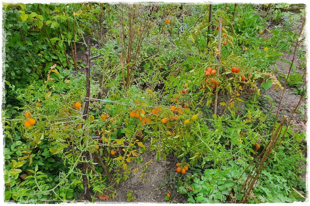 Podwyższona grządka jako warzywnik 9 Podwyższona grządka jako warzywnik 9