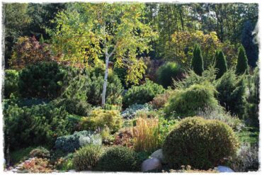 Rabata z iglakami 0