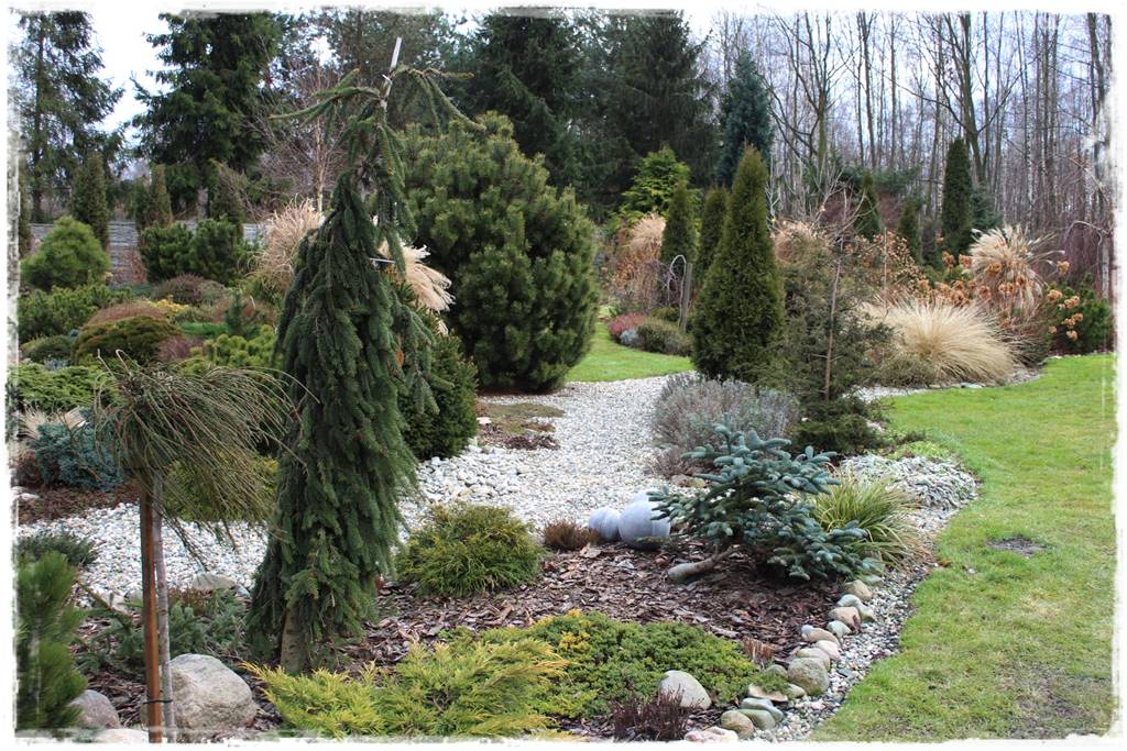 Rabata z iglakami 1 Rabata z iglakami 1