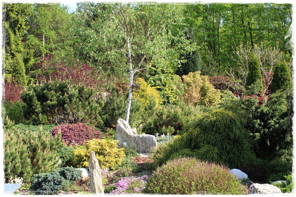 Rabata z iglakami 10