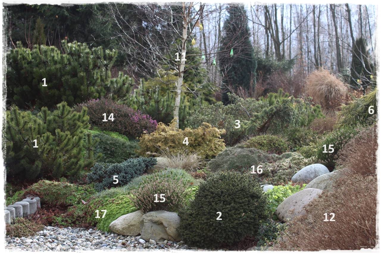 Rabata z iglakami 12 Rabata z iglakami 12