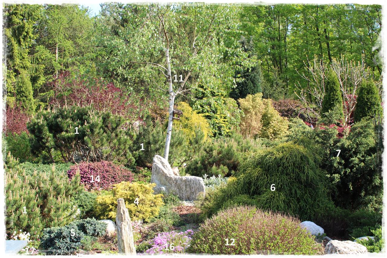 Rabata z iglakami 12b Rabata z iglakami 12b