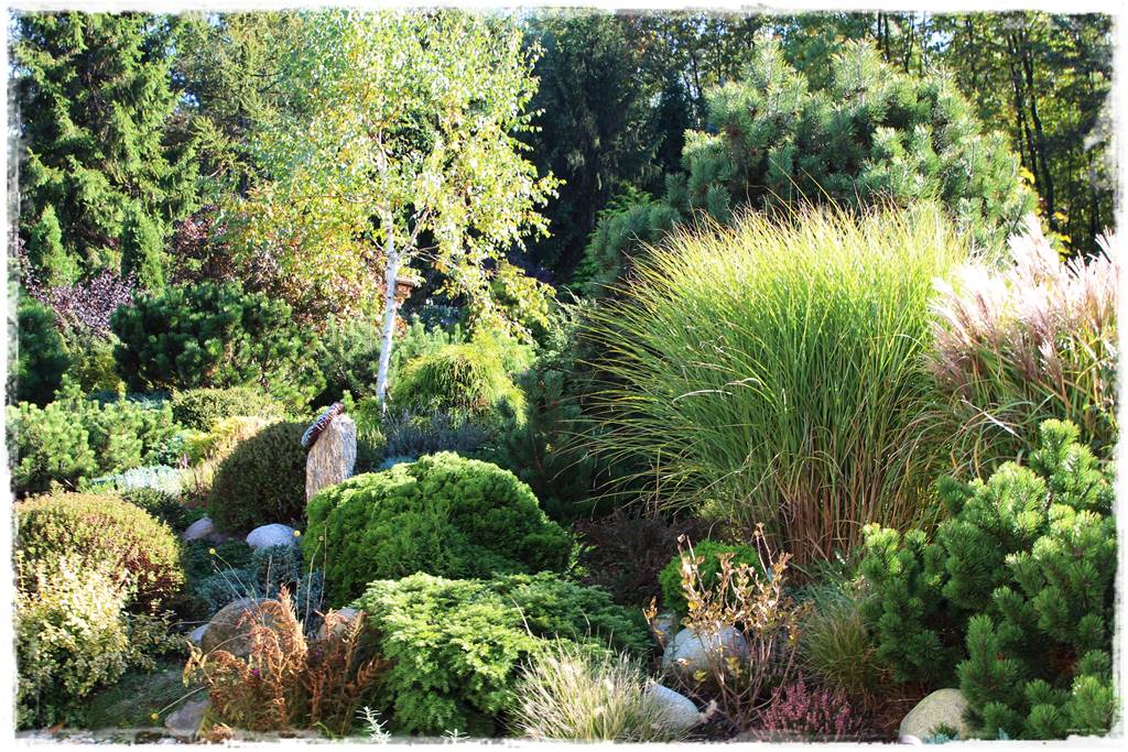 Rabata z iglakami 15 Rabata z iglakami 15