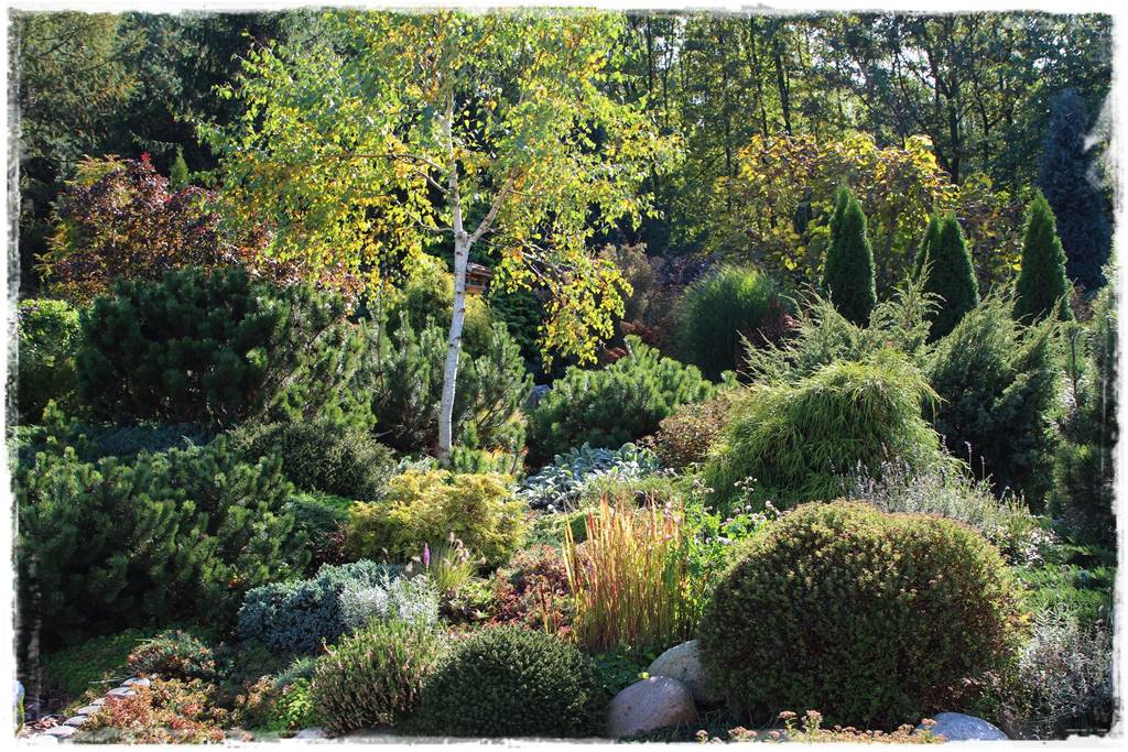 Rabata z iglakami 16a Rabata z iglakami 16a