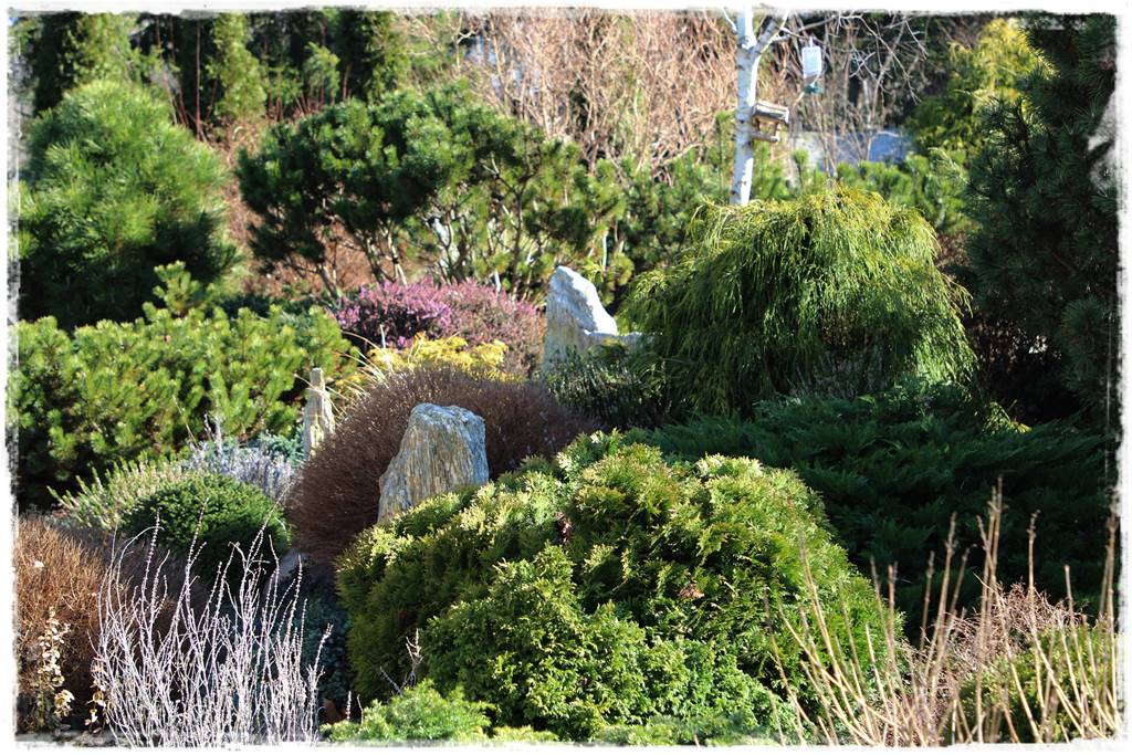 Rabata z iglakami 16b Rabata z iglakami 16b