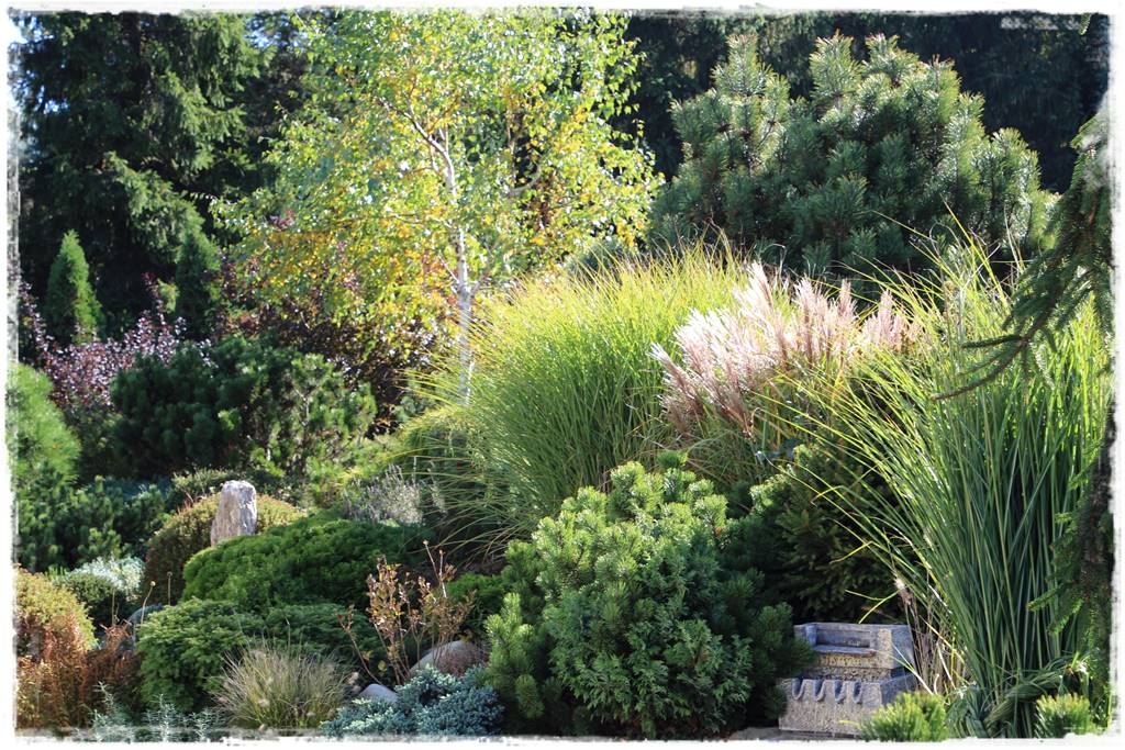 Rabata z iglakami 16d Rabata z iglakami 16d