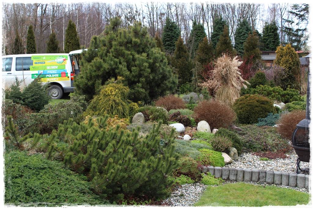 Rabata z iglakami 1a Rabata z iglakami 1a