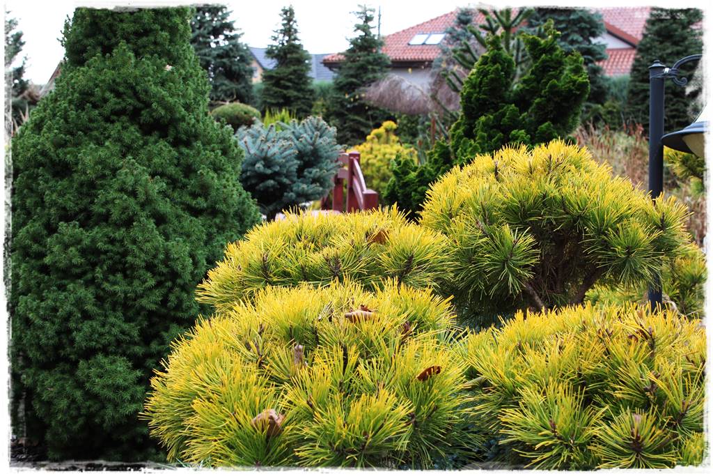 Rabata z iglakami 2a Rabata z iglakami 2a