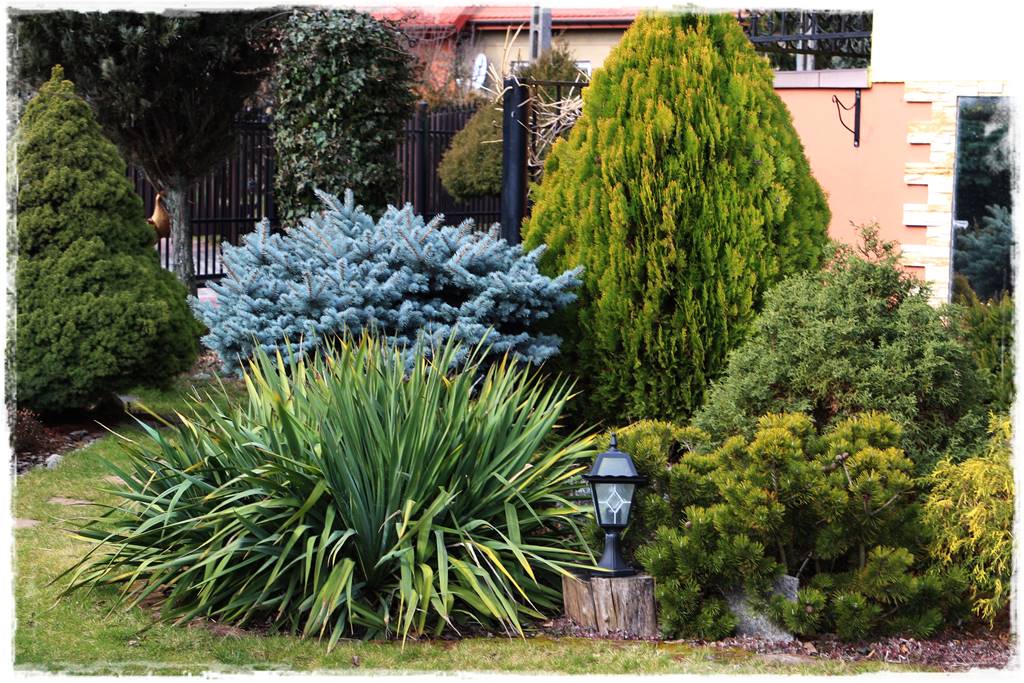 Rabata z iglakami 2b Rabata z iglakami 2b