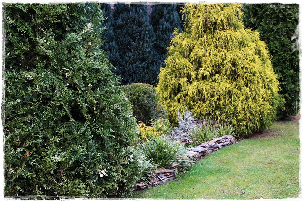 Rabata z iglakami 2c Rabata z iglakami 2c