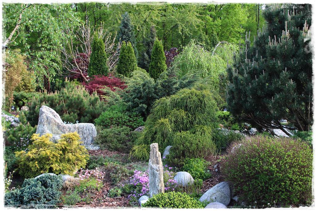 Rabata z iglakami 3 Rabata z iglakami 3