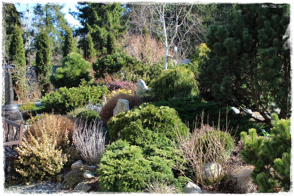 Rabata z iglakami 3a Rabata z iglakami 3a