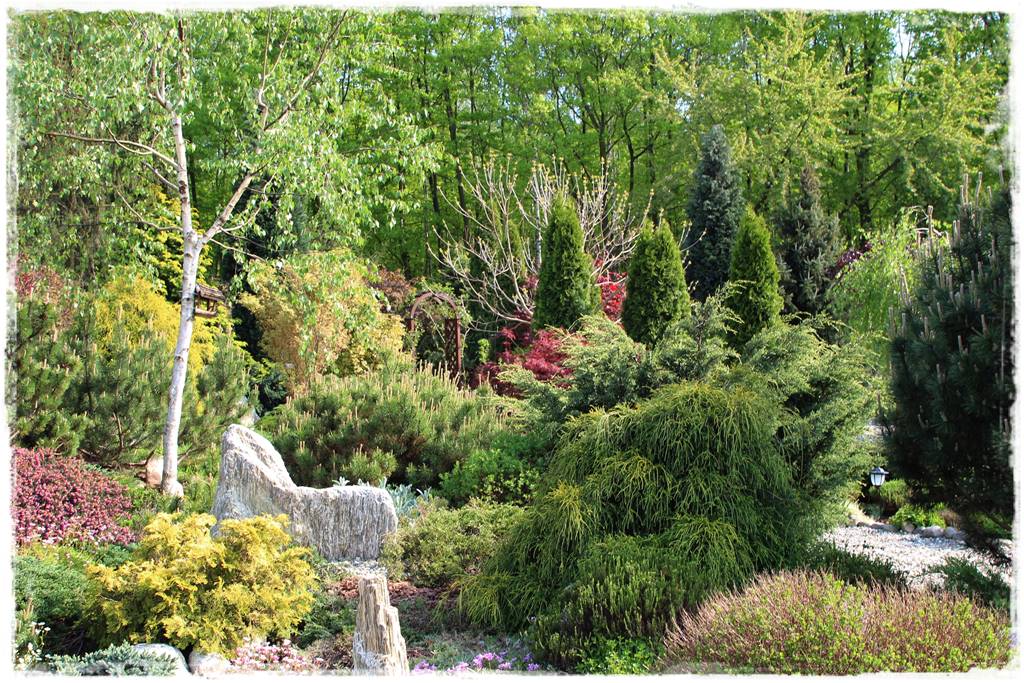 Rabata z iglakami 4f Rabata z iglakami 4f