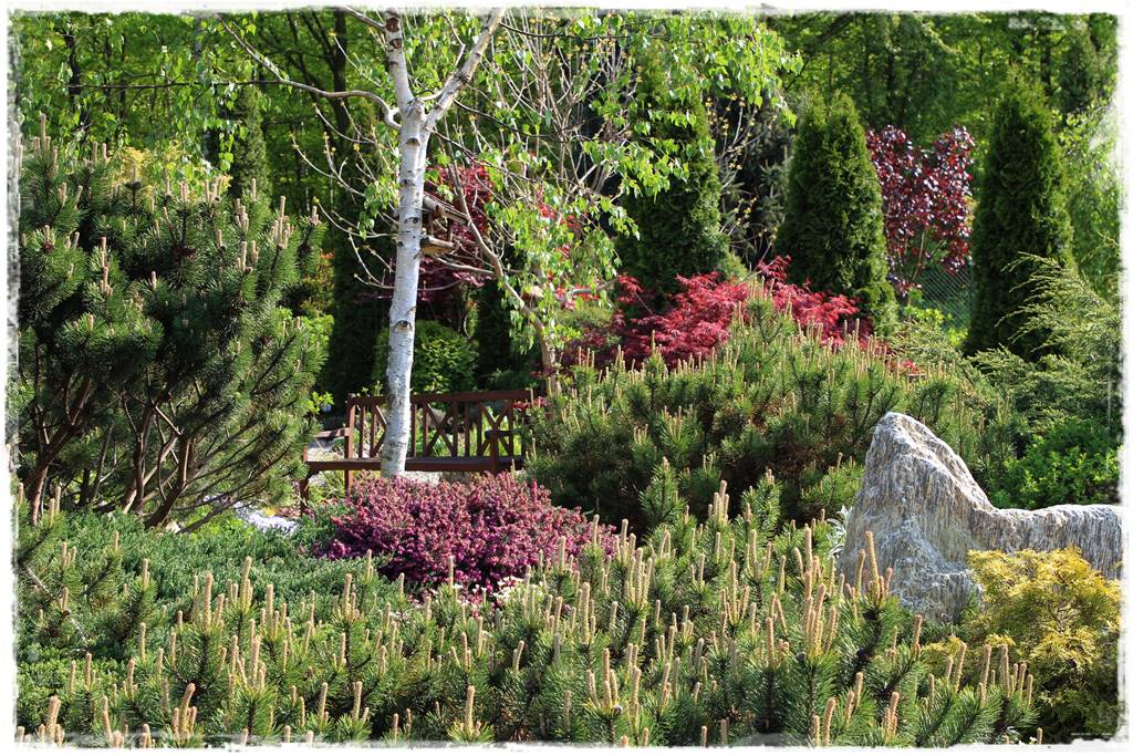 Rabata z iglakami 5 Rabata z iglakami 5