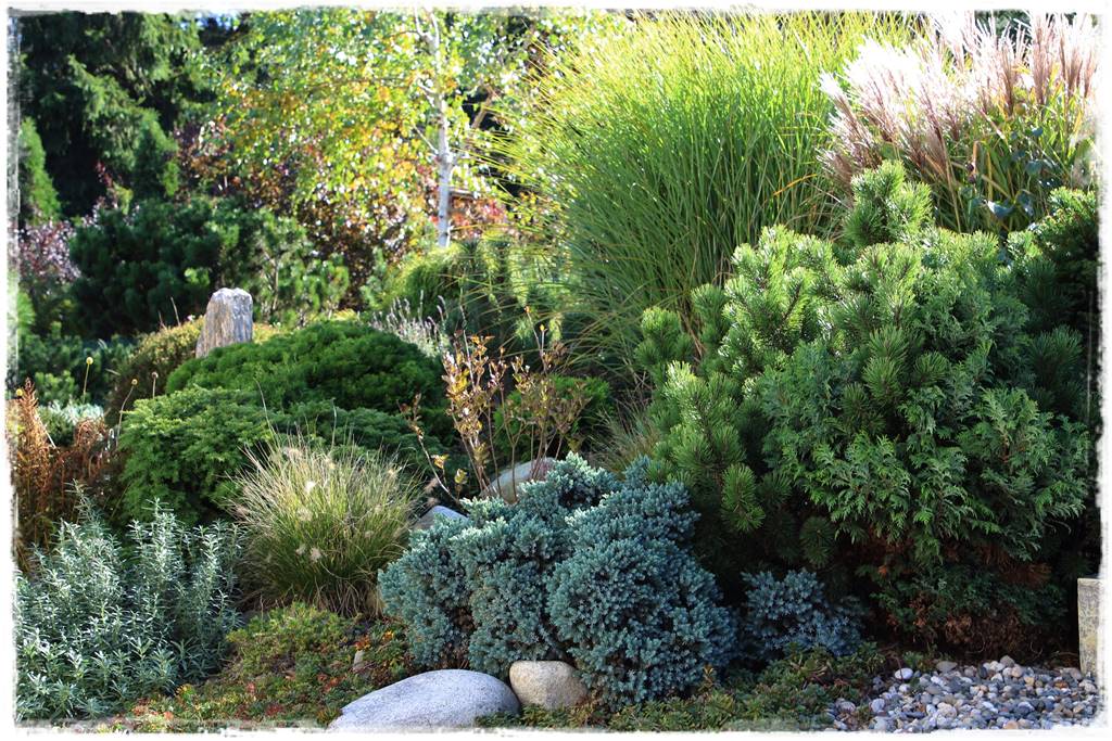 Rabata z iglakami 5b Rabata z iglakami 5b