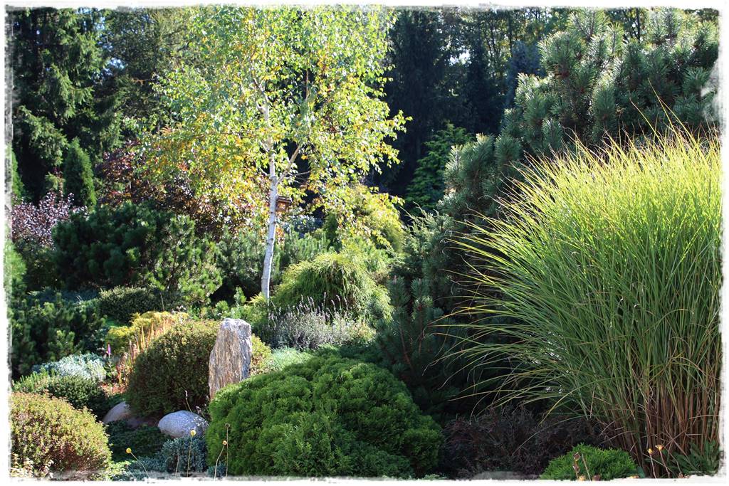 Rabata z iglakami 5d Rabata z iglakami 5d