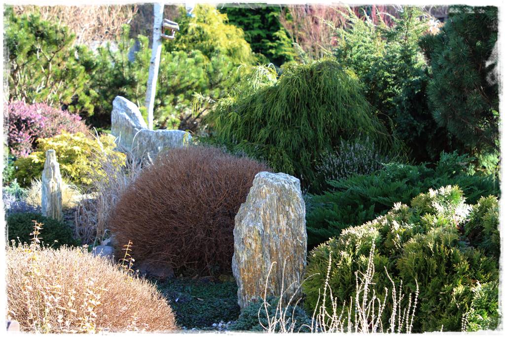 Rabata z iglakami 6a Rabata z iglakami 6a