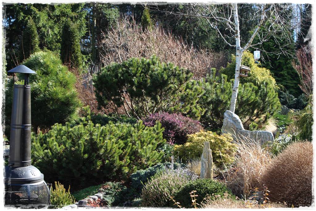 Rabata z iglakami 6c Rabata z iglakami 6c